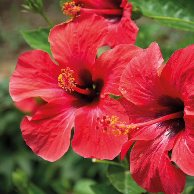 Product List Hover Image