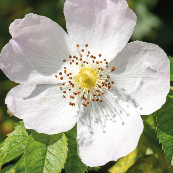 Product List Hover Image