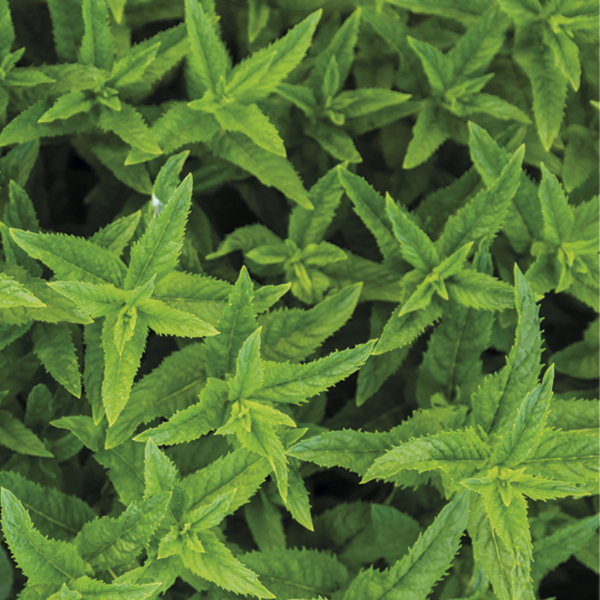 Product List Hover Image