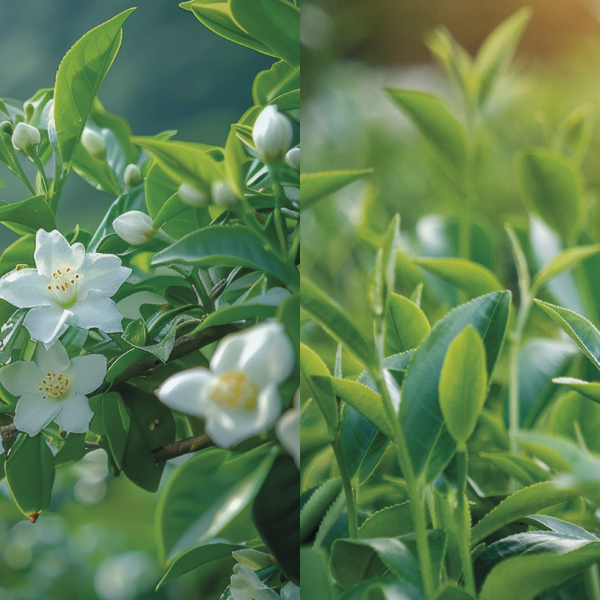 Product List Hover Image