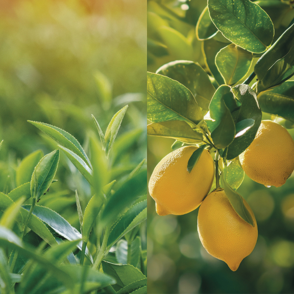 Product List Hover Image