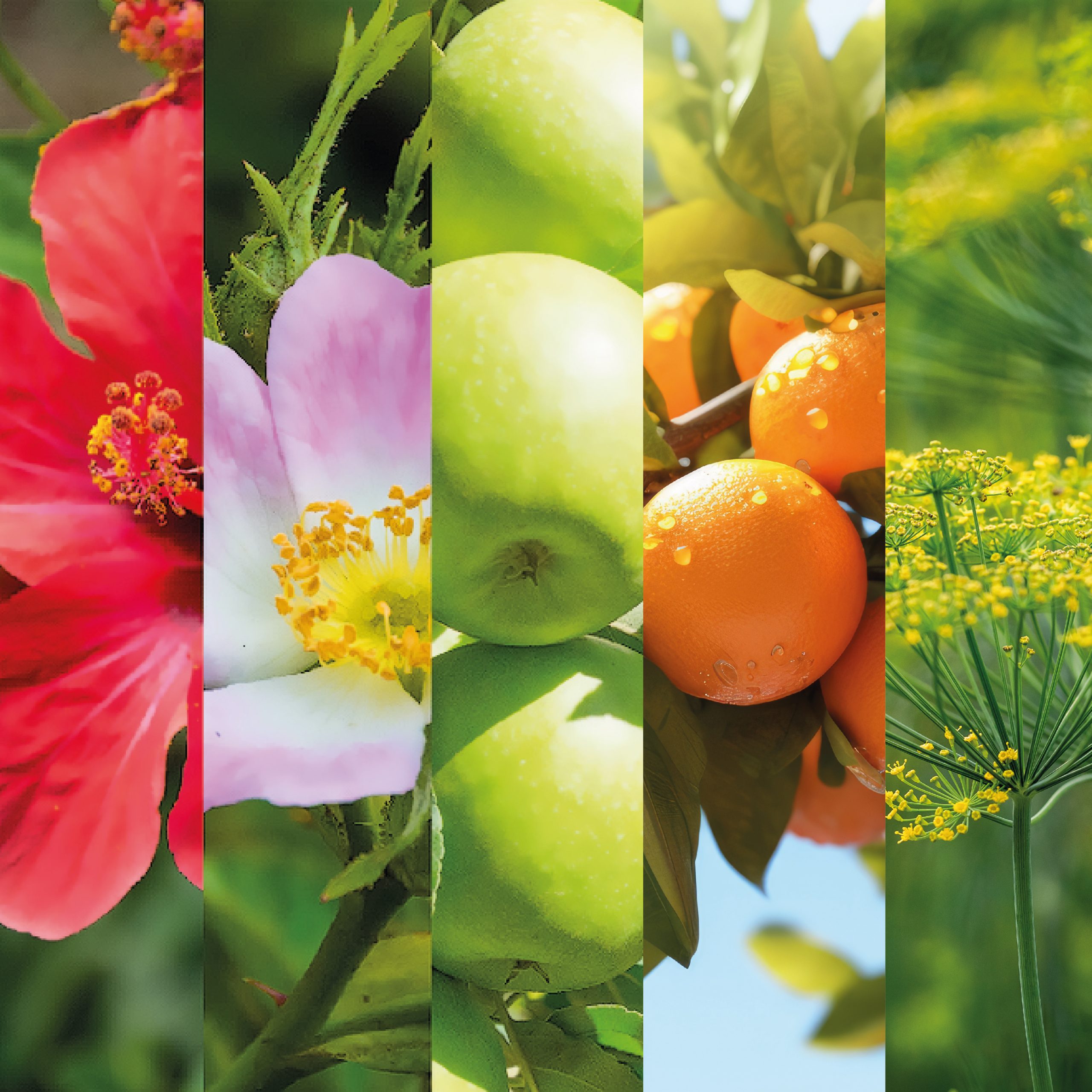 Product List Hover Image