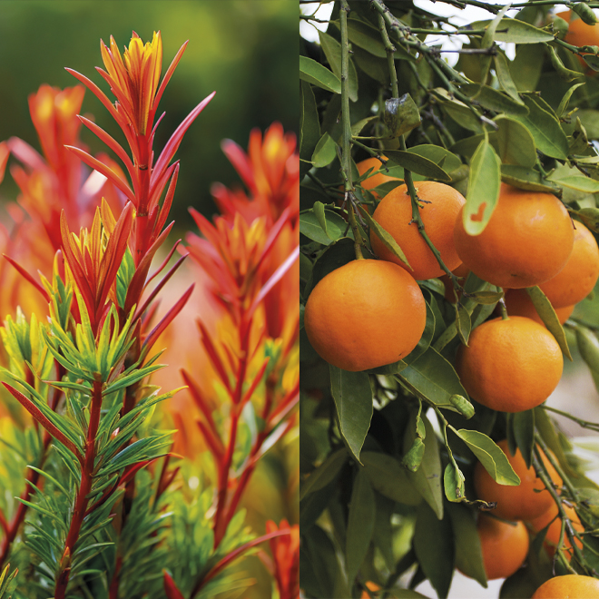 Product List Hover Image